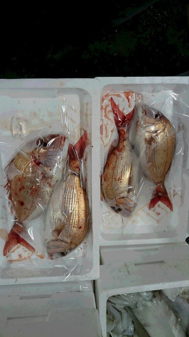 真鯛
